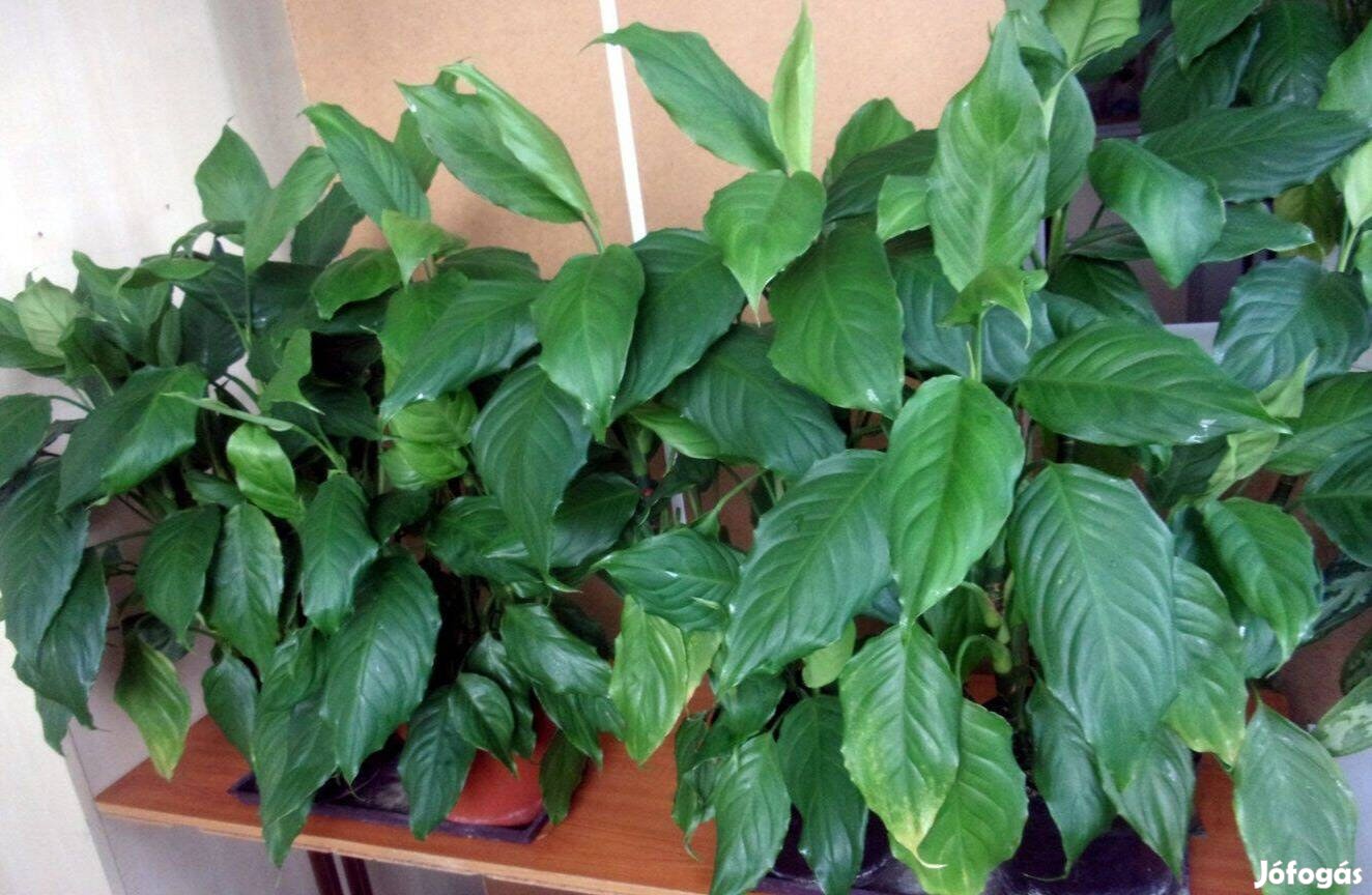 Rákvirág Aglaonema sok tővel 18-20 cm körüli cserépben Újpest közpo