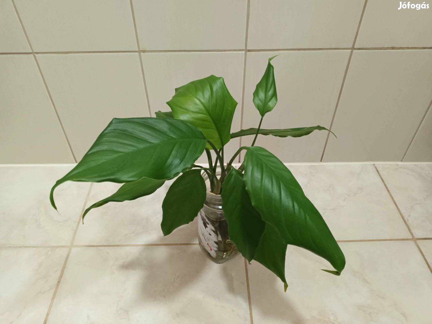 Rákvirág - Aglaonema