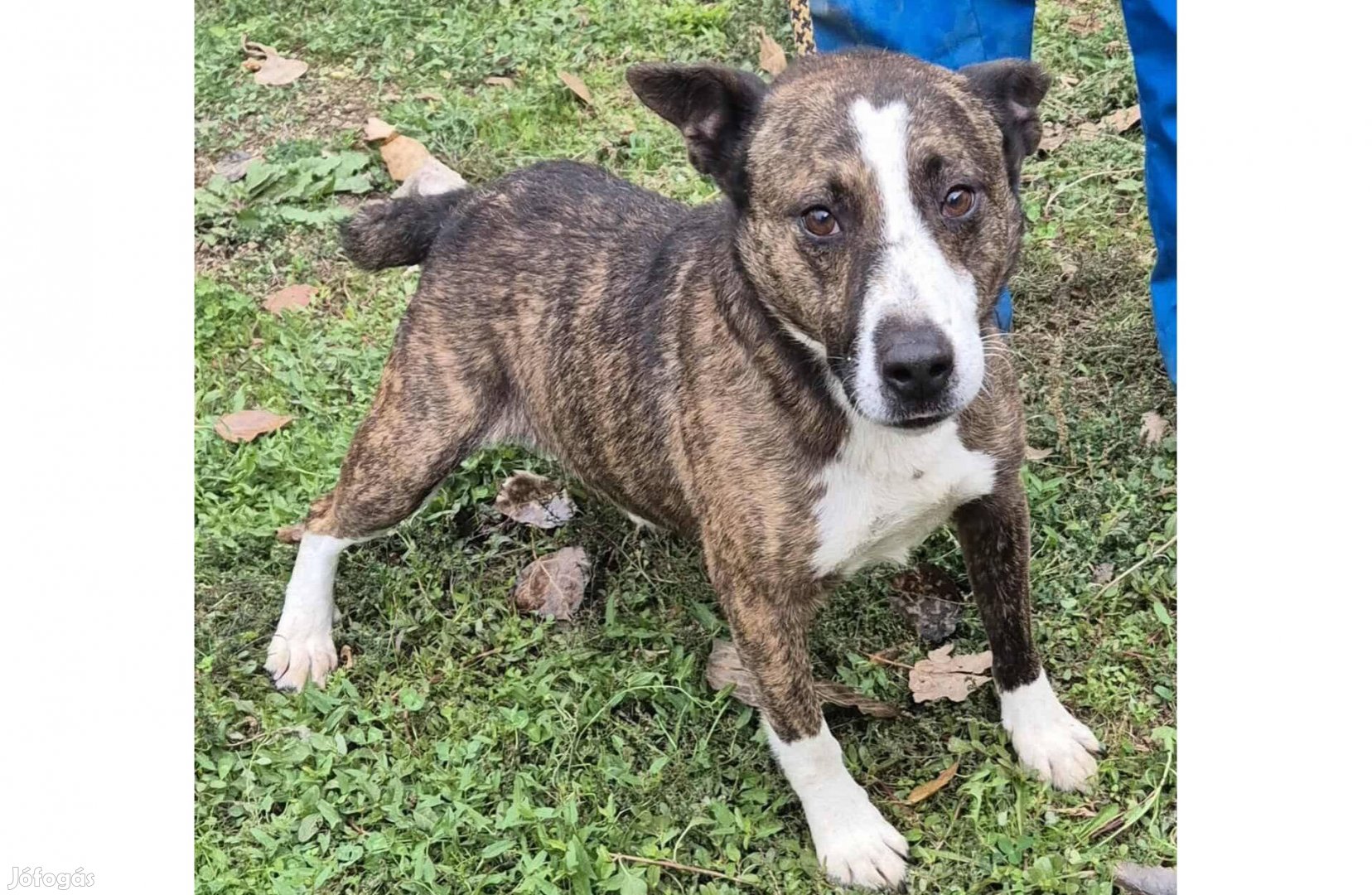 Ramiz, 3 éves kis közepes keverék fiő örökbe fogadható