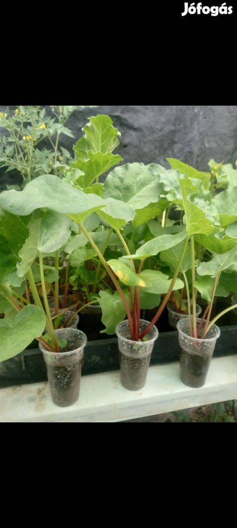 Rebarbara növény második éves