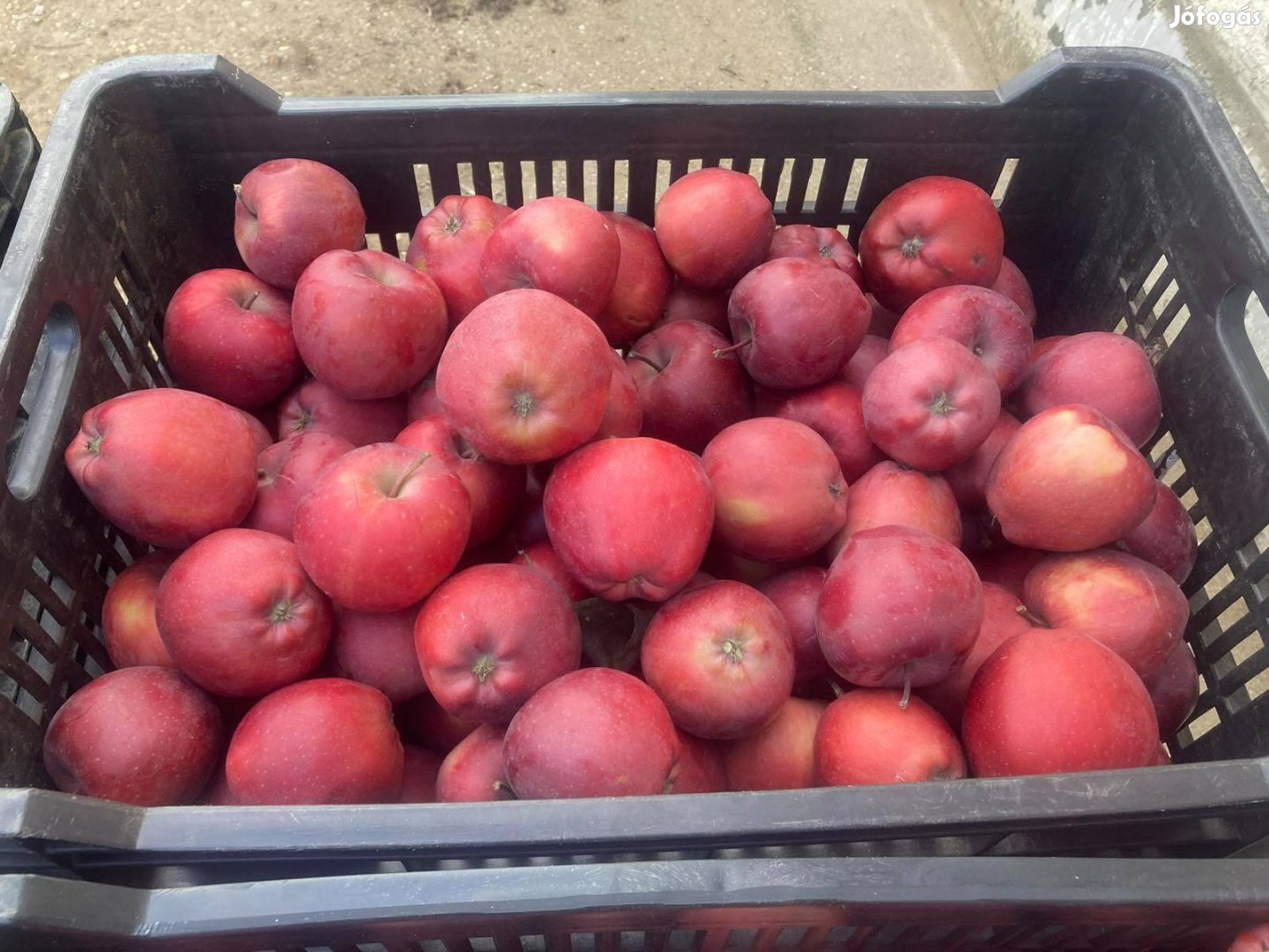 Red Chief alma nagy tételben 150 Ft/kg Gávavencsellőn eladó
