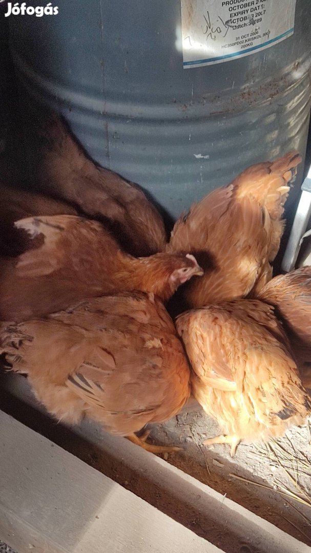 Red Master 12 hetes jércék eladók.