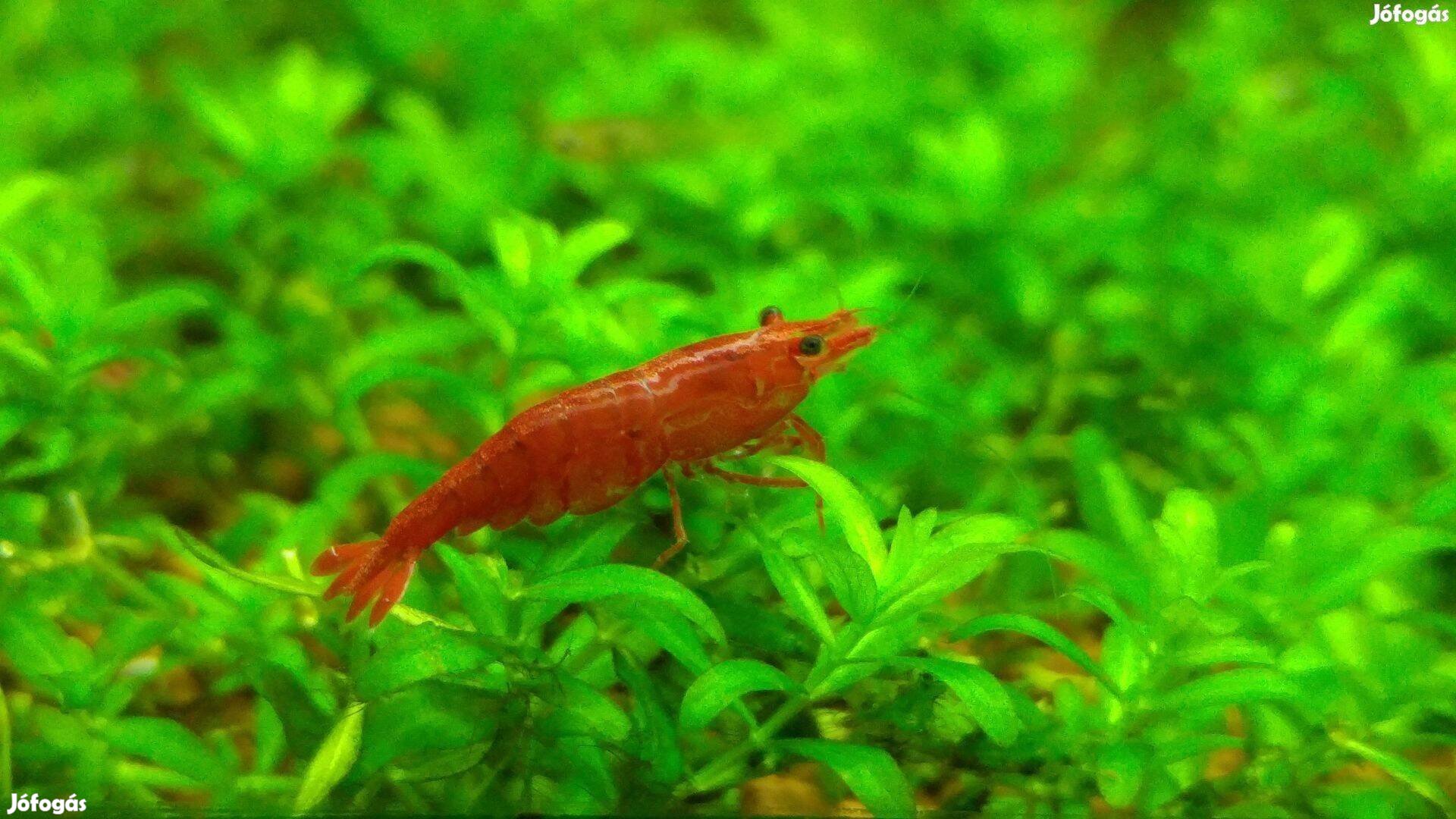 Red cherry garnéla / Neocaridina Heteropoda