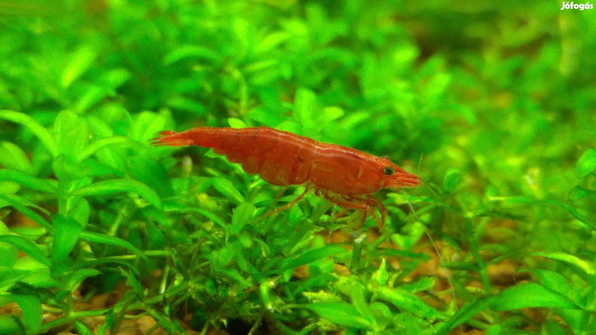 Red cherry garnéla / Neocaridina Heteropoda