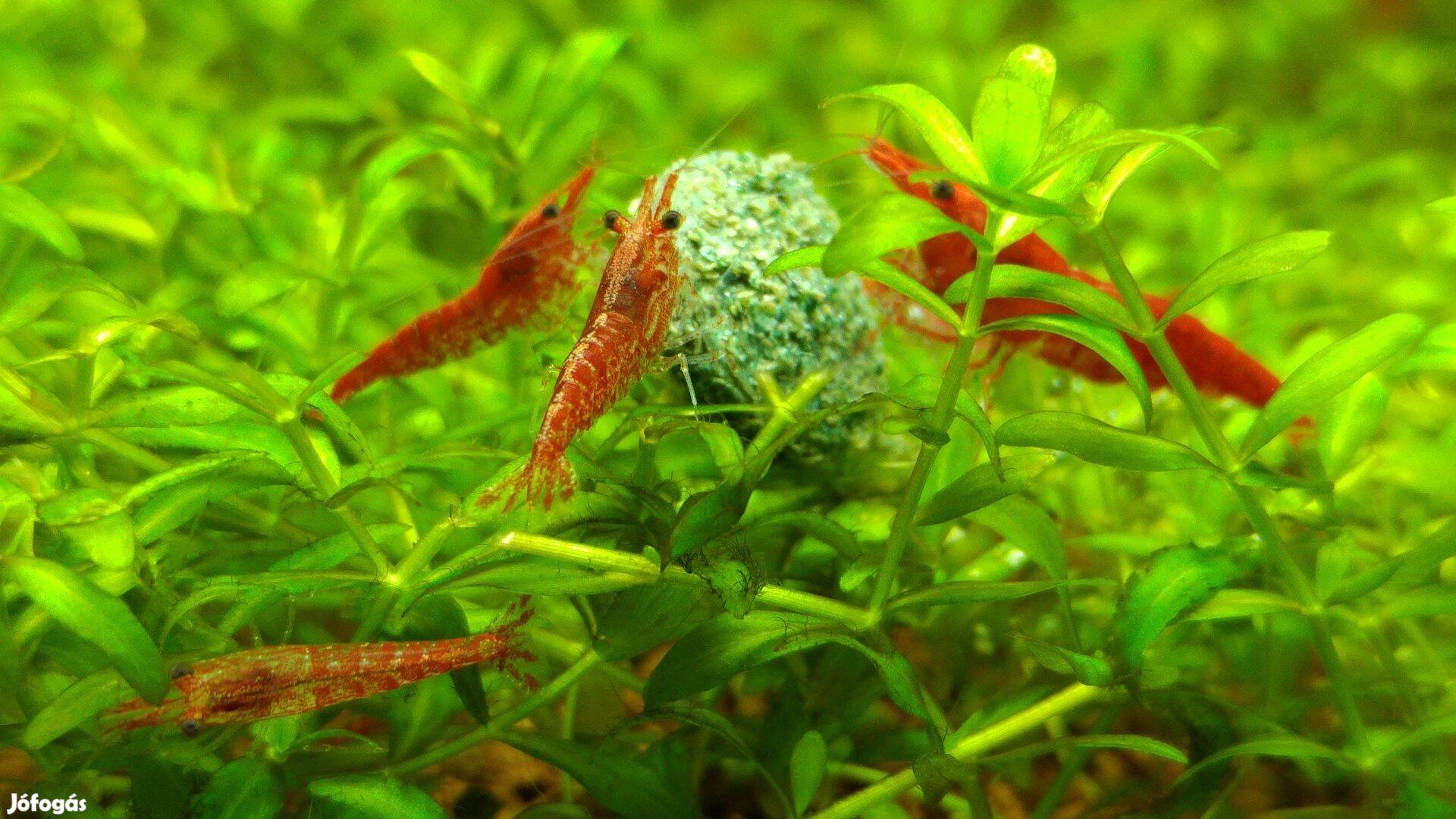 Red cherry garnéla / Neocaridina Heteropoda