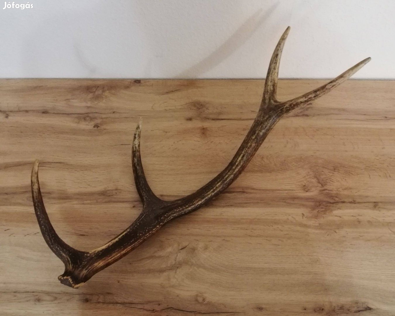 Régi Szarvas agancs 75 cm
