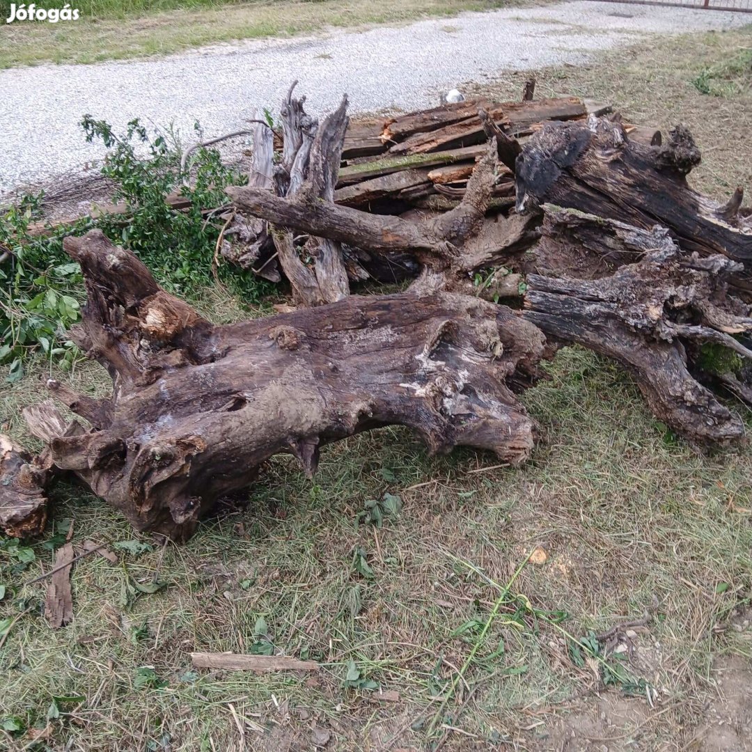 Régi akác gyökér tuskó