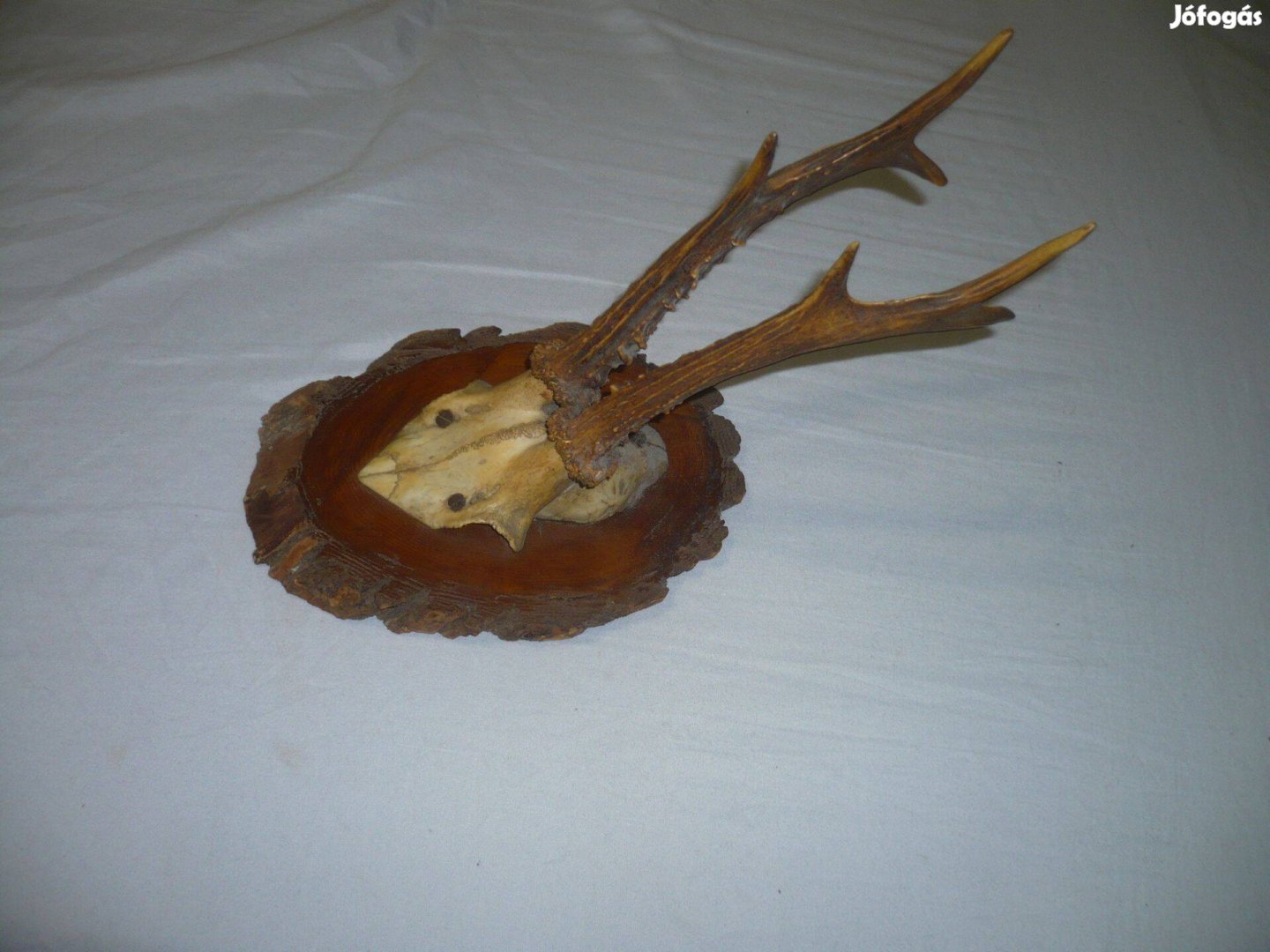 Régi falidísz őz trófea fa talpon