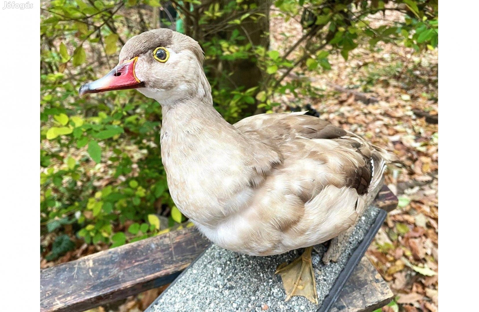 Régi iskolai szertár lelet, kacsa preparátum, kitömött állat preparáll