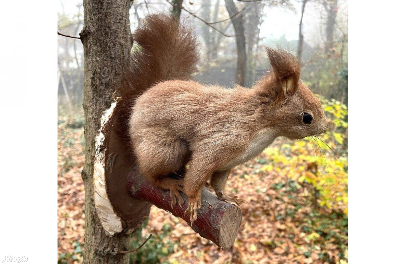 Régi iskolai szertár lelet, mókus preparátum, kitömött állat preparált