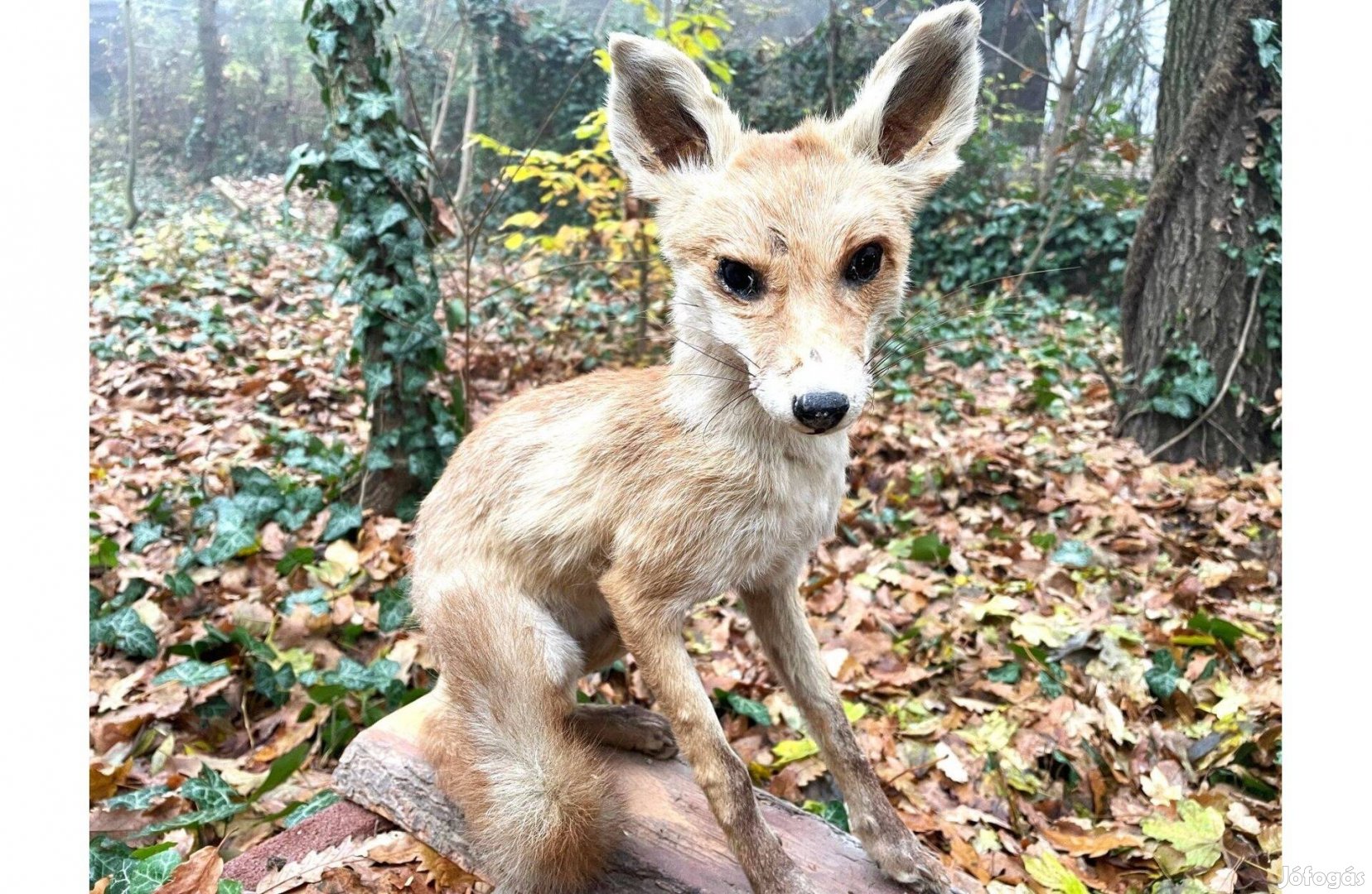 Régi iskolai szertár lelet, róka preparátum, kitömött állat, preparált