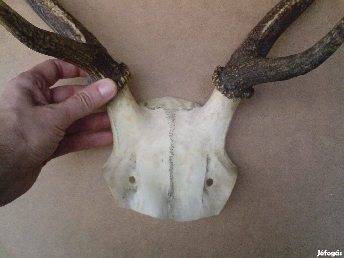 Régi szarvas agancs