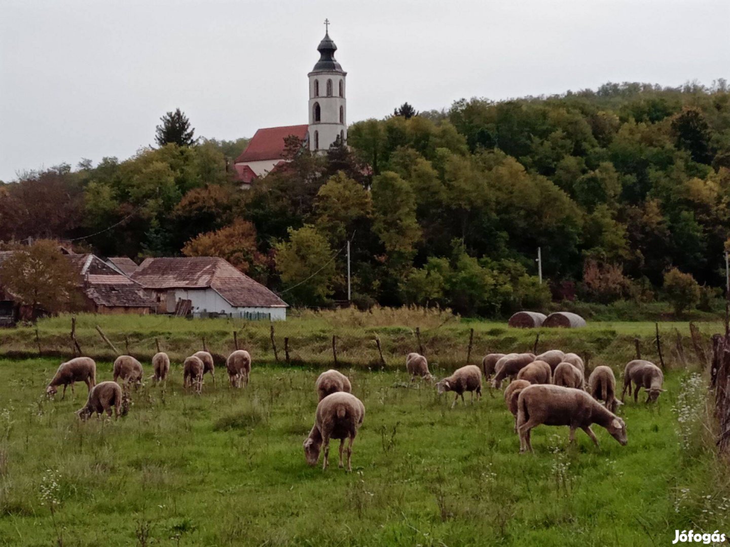 Regisztrált vemhes birkanyáj eladó!