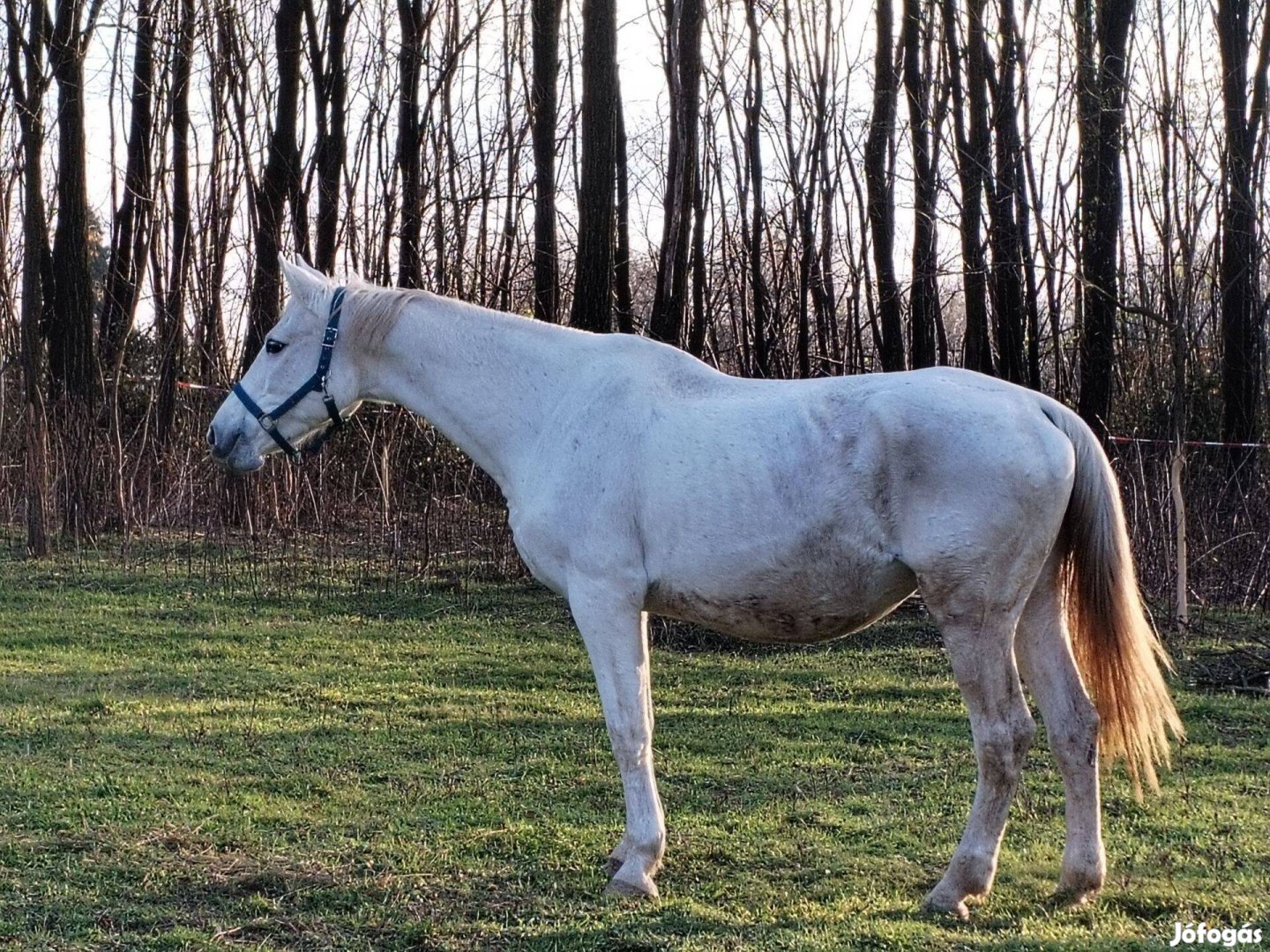 Remény nevű ló eladó