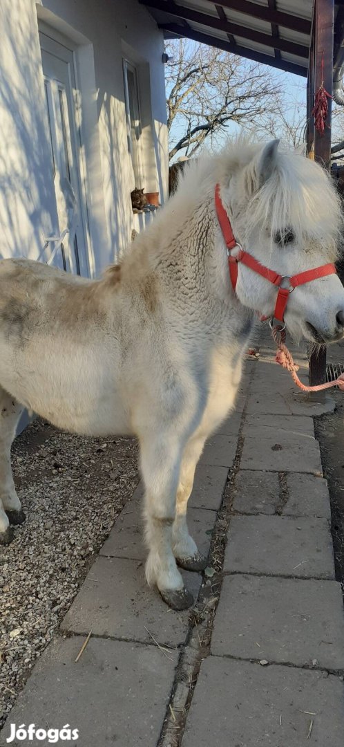 Rendszeresen körmölve,féreg hajtózva.Kocsizik,más lovakkal jól kijön. 