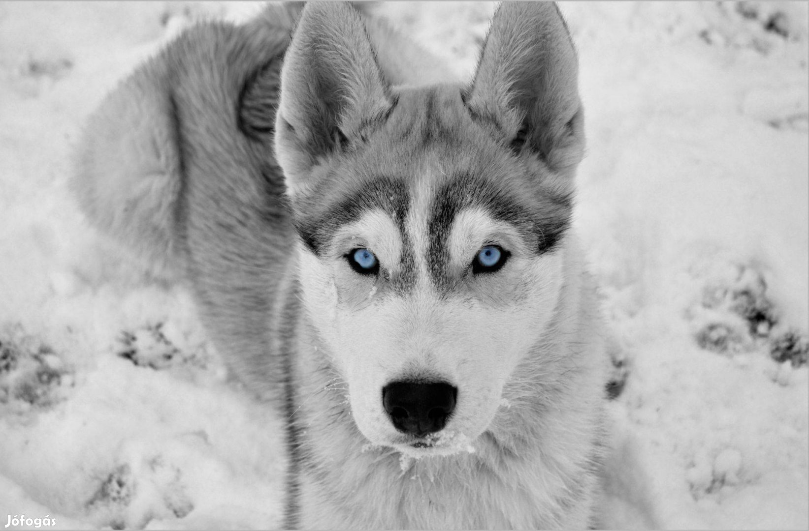 Reservation for siberian husky puppies