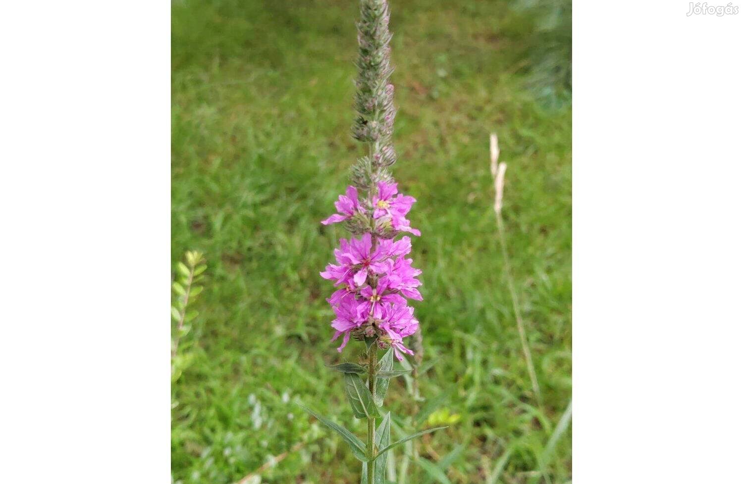 Réti füzény Lythrum salicaria