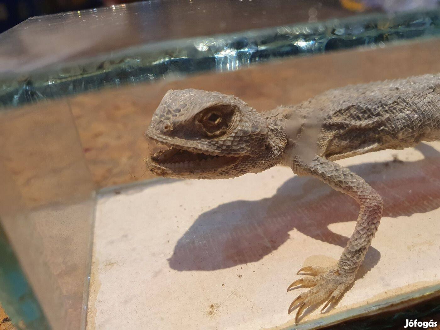Retro szertárszőkevény támadó őshűllő gyík sokat látott