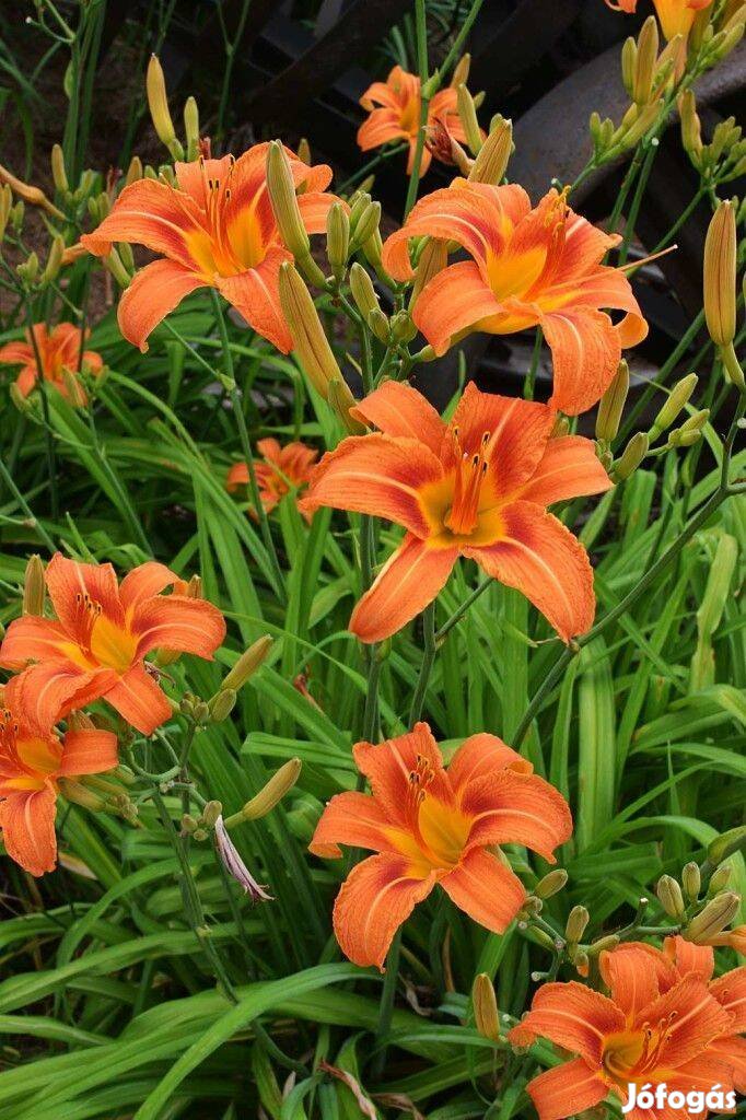 Rezes sásliliom Hemerocallis fulva