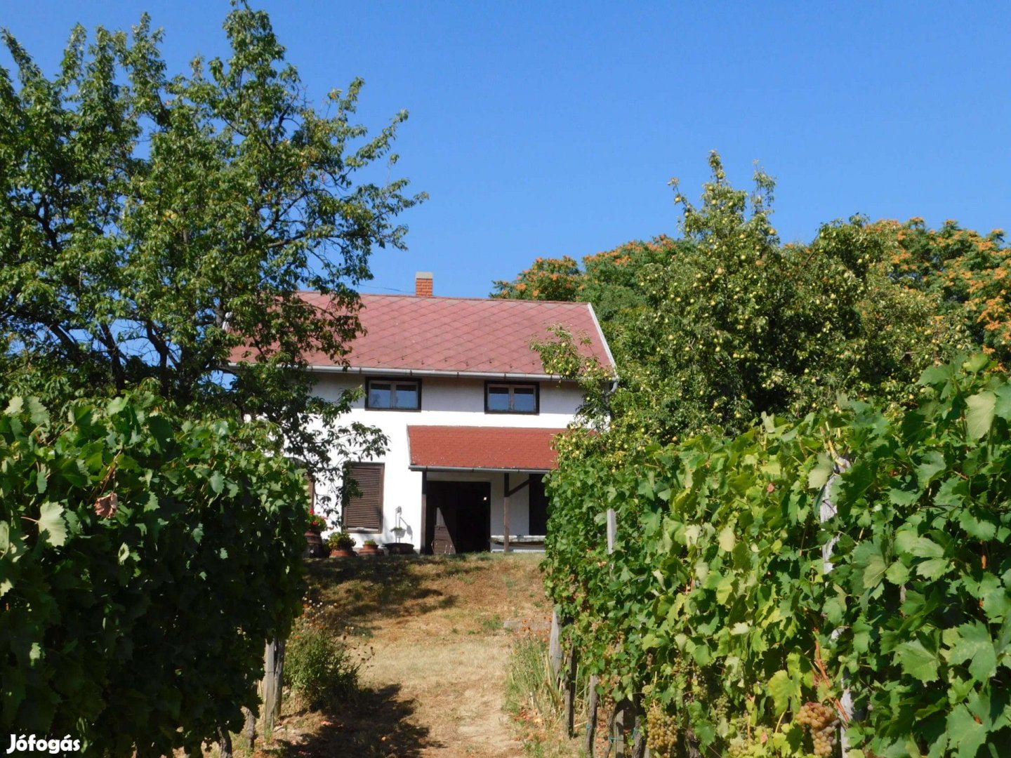 Reziben gondozott szőlőültetvény, gyümölcsös eladó