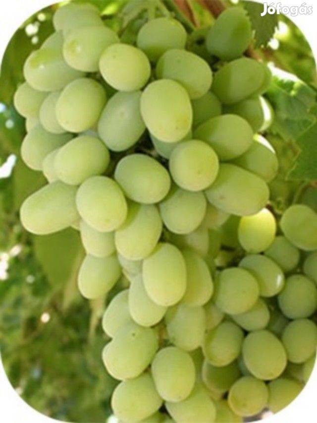 Rezisztens szabadgyökerű és cserepes szőlőoltványok sok fajta