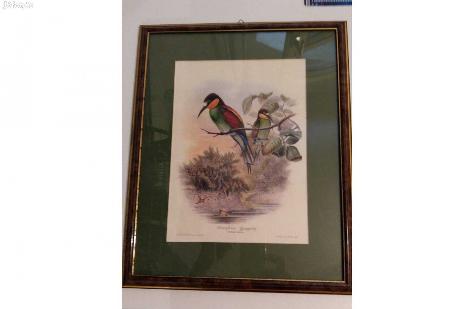 Rézkarc litográfia természetrajz könyvből madár gyurgalag