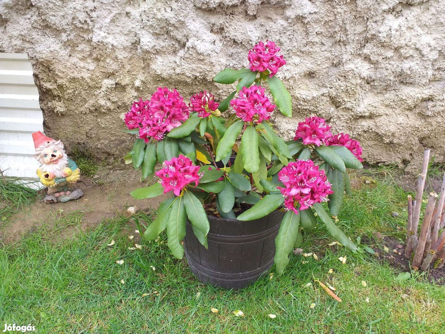 Rhododendron havasszépe eladó