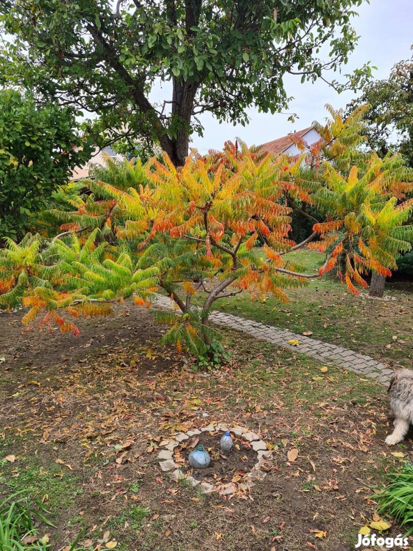 Rhus typhina (Szárnyaltlevelű ecetfa) konténeres kis fák