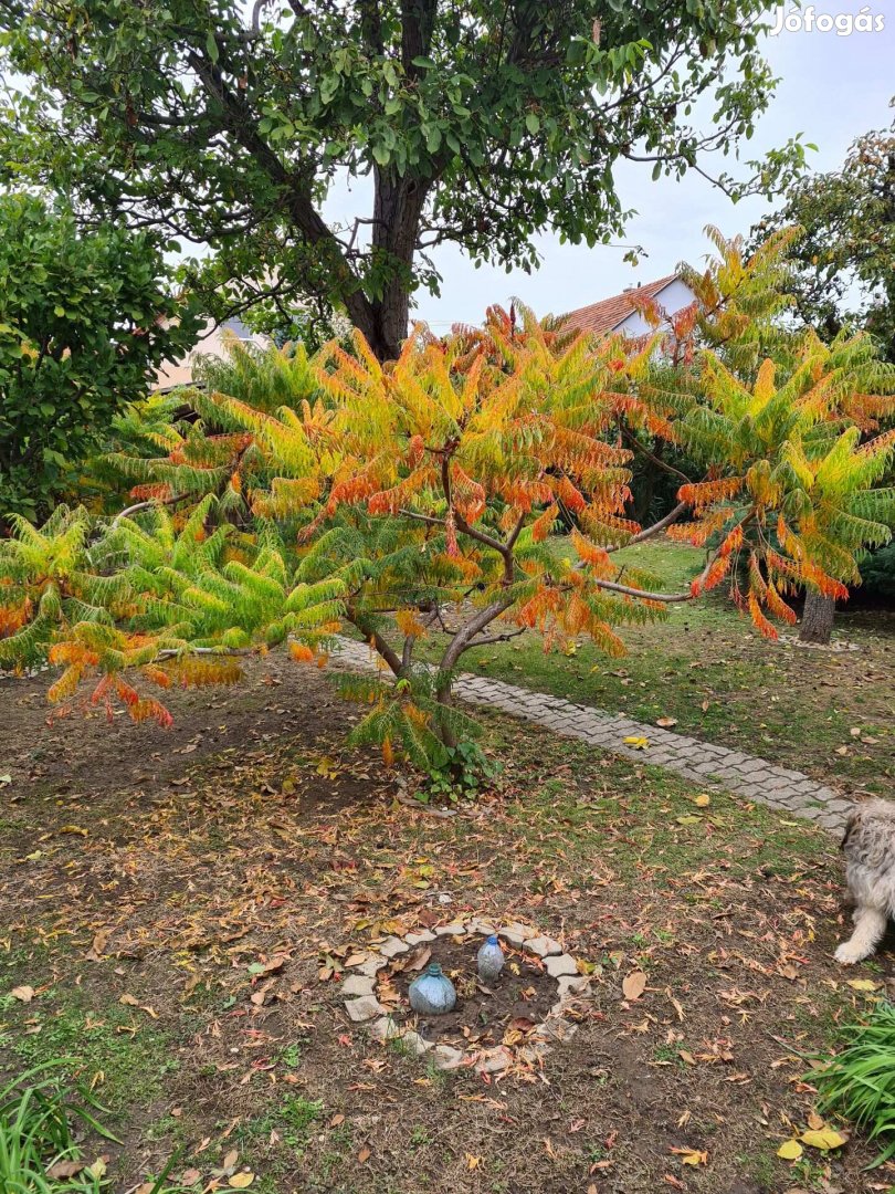 Rhus typhina (Szárnyaltlevelű ecetfa) konténeres kis fák