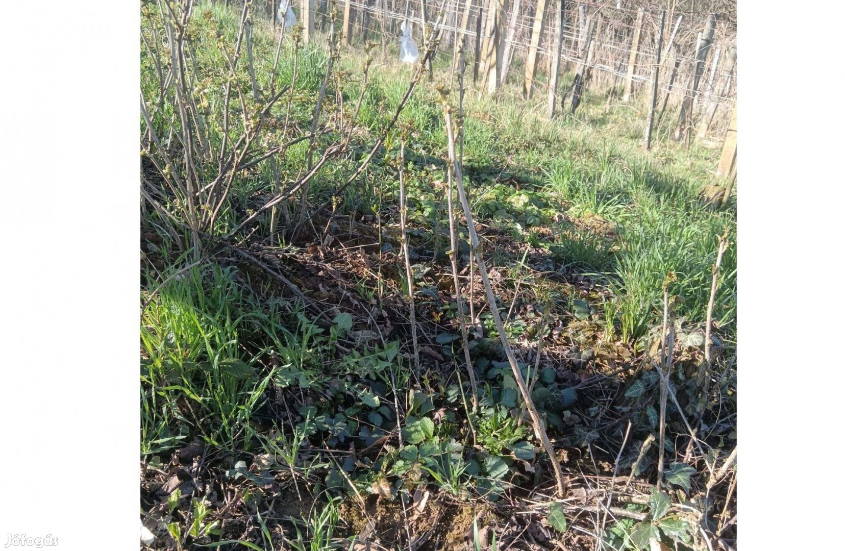 Ribizli tő ,gyökeres, több éves termő