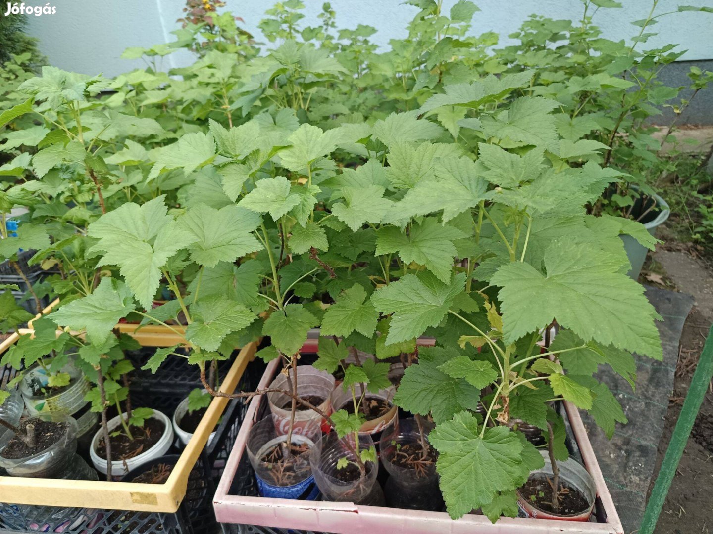 Ribizli tövek piros és fekete konténerben eladó!