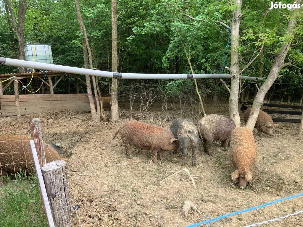 Rideg tartású mangalica, mangalica-duroc hízók eladók
