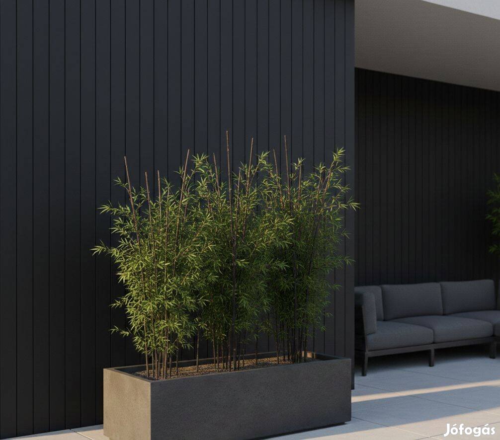 Ritka fekete szárú bambusz Phyllostachys nigra Kertészeti
