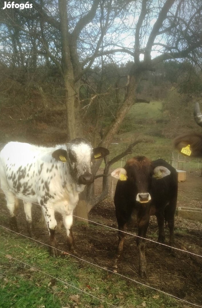 Ritkaság! Zebu-borzderes üsző borjú, borjak 