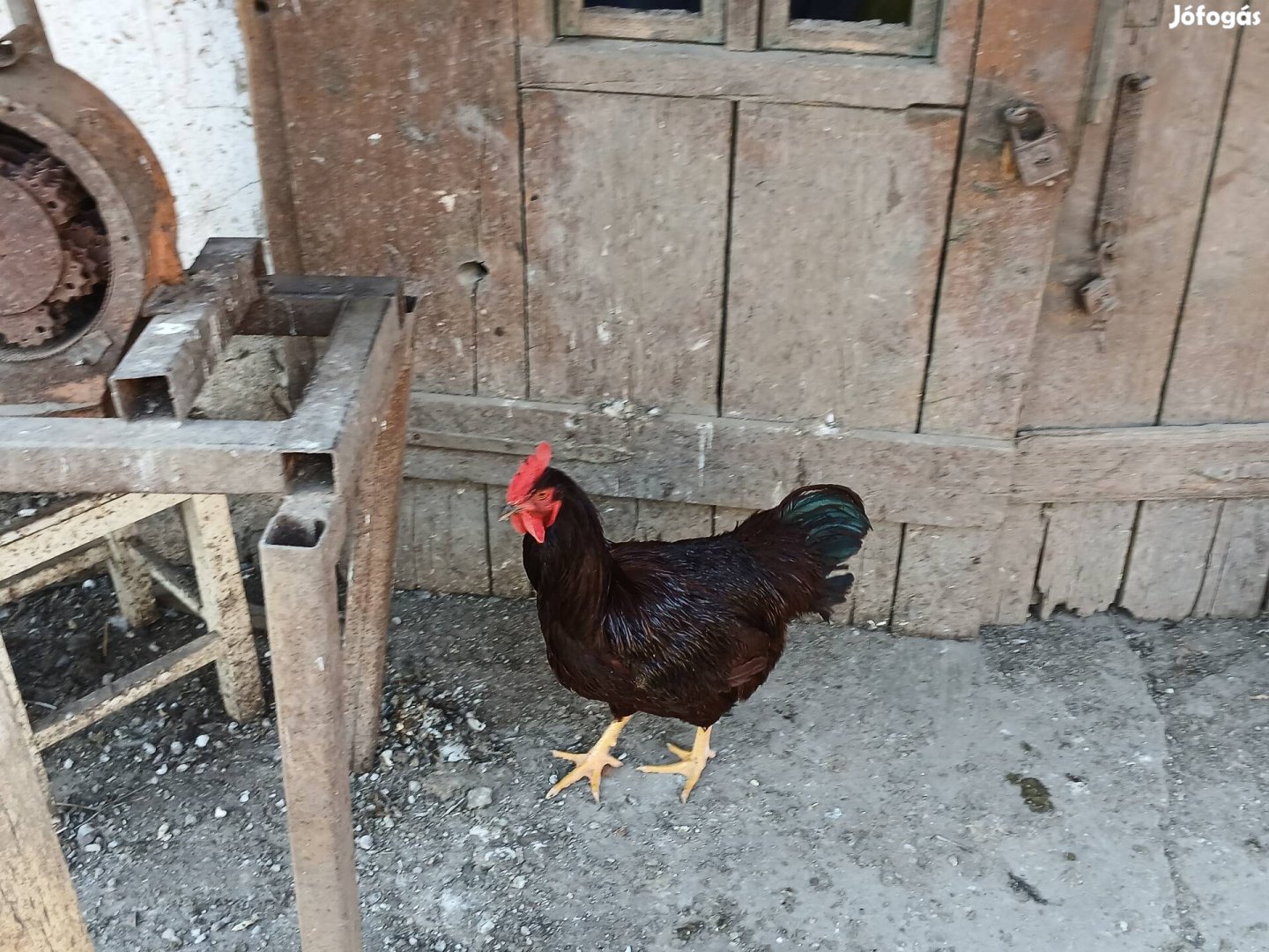 Road islandi kakasok és mix kakasok eladóak !