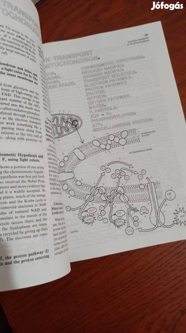 Robert D. Griffin The Biology Coloring Book XXI. kerület, Budapest