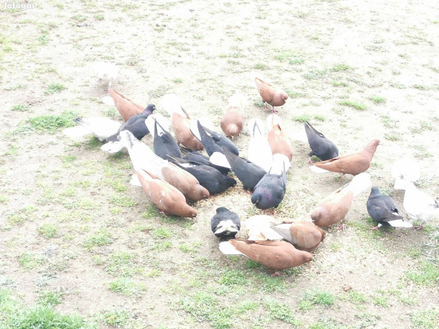 Román fehérfarkú galambok eladók
