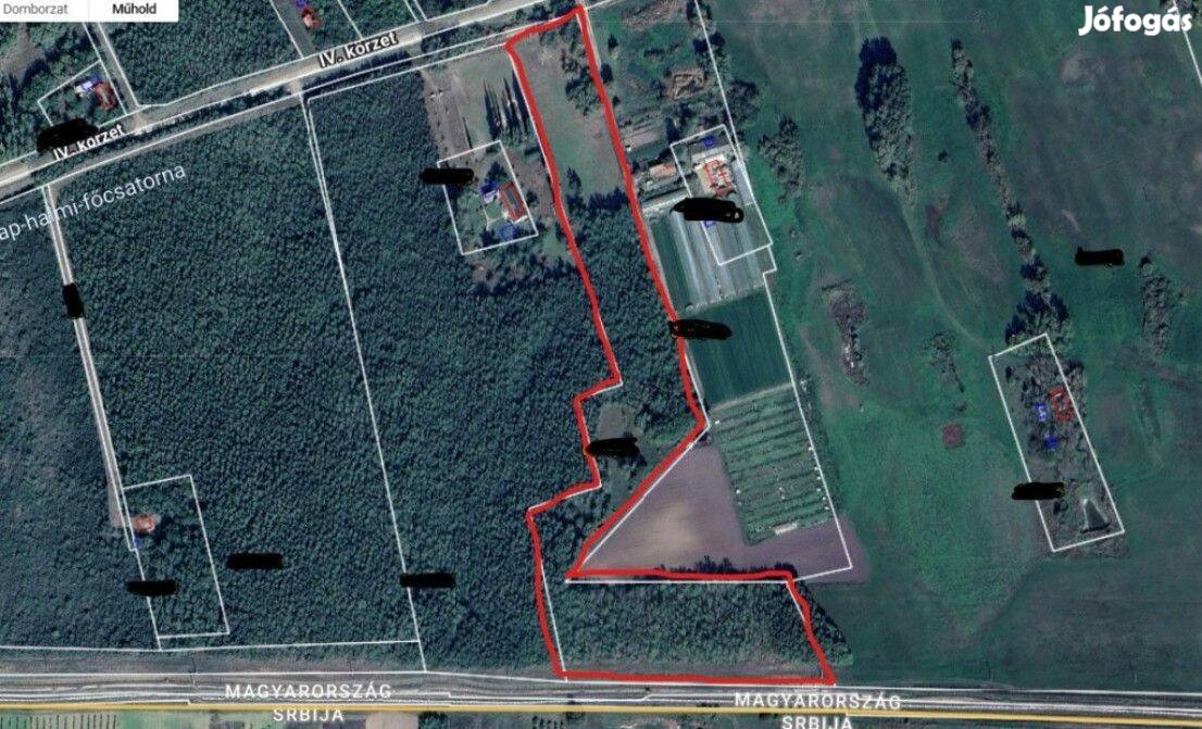 Röszkei nyárfa erdő, rét, legelő, összesen 27798 nm-es