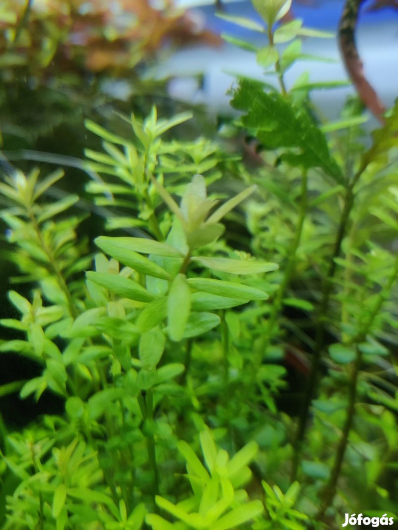 Rotala rotundifolia akváriumi növény, vízinövény