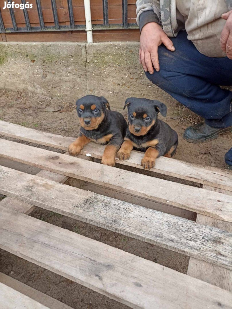 Rottweiler jellegű