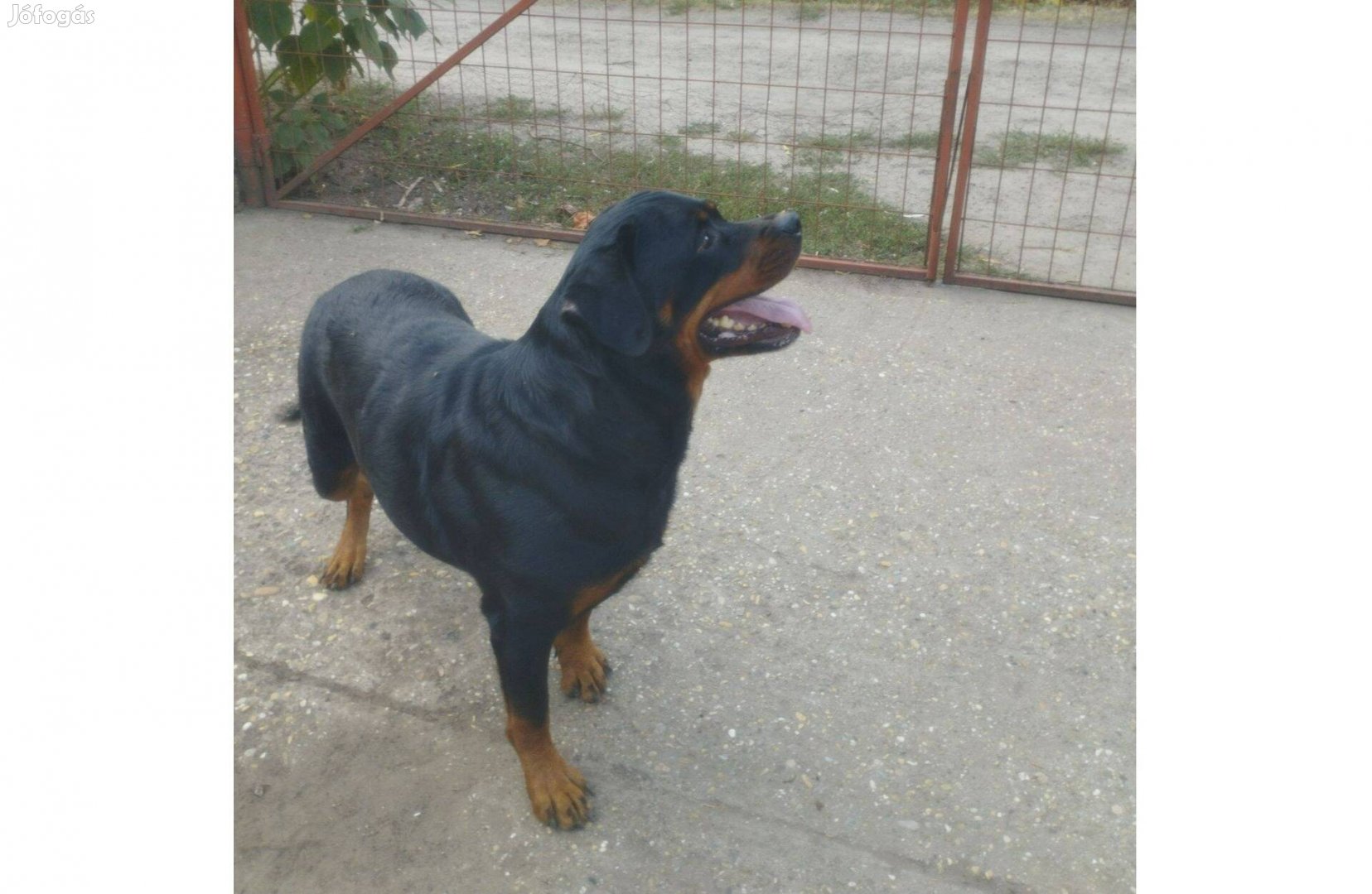 Rottweiler szuka kutya