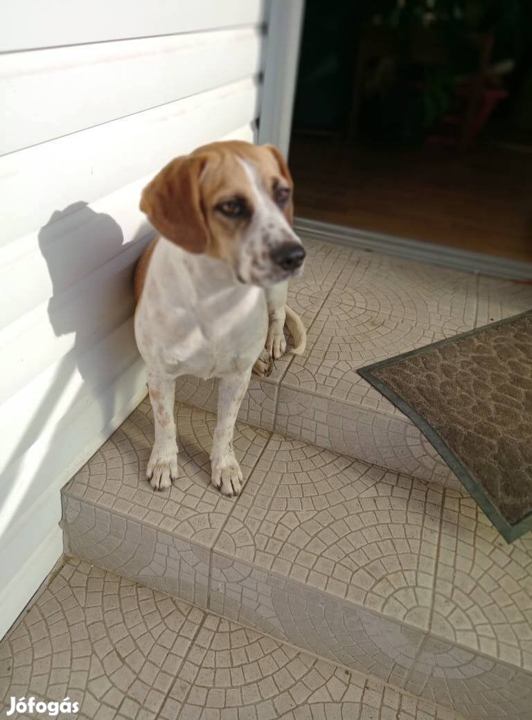 Roxy, 2 éves örökbe fogadható Beagle-keverék (nem fajtiszta)