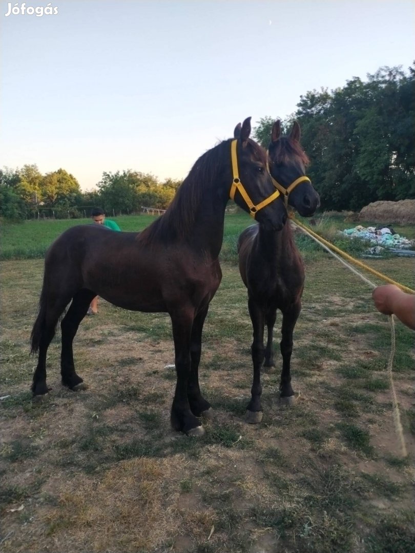 Royal friz csikok eladok 15 hónaposak