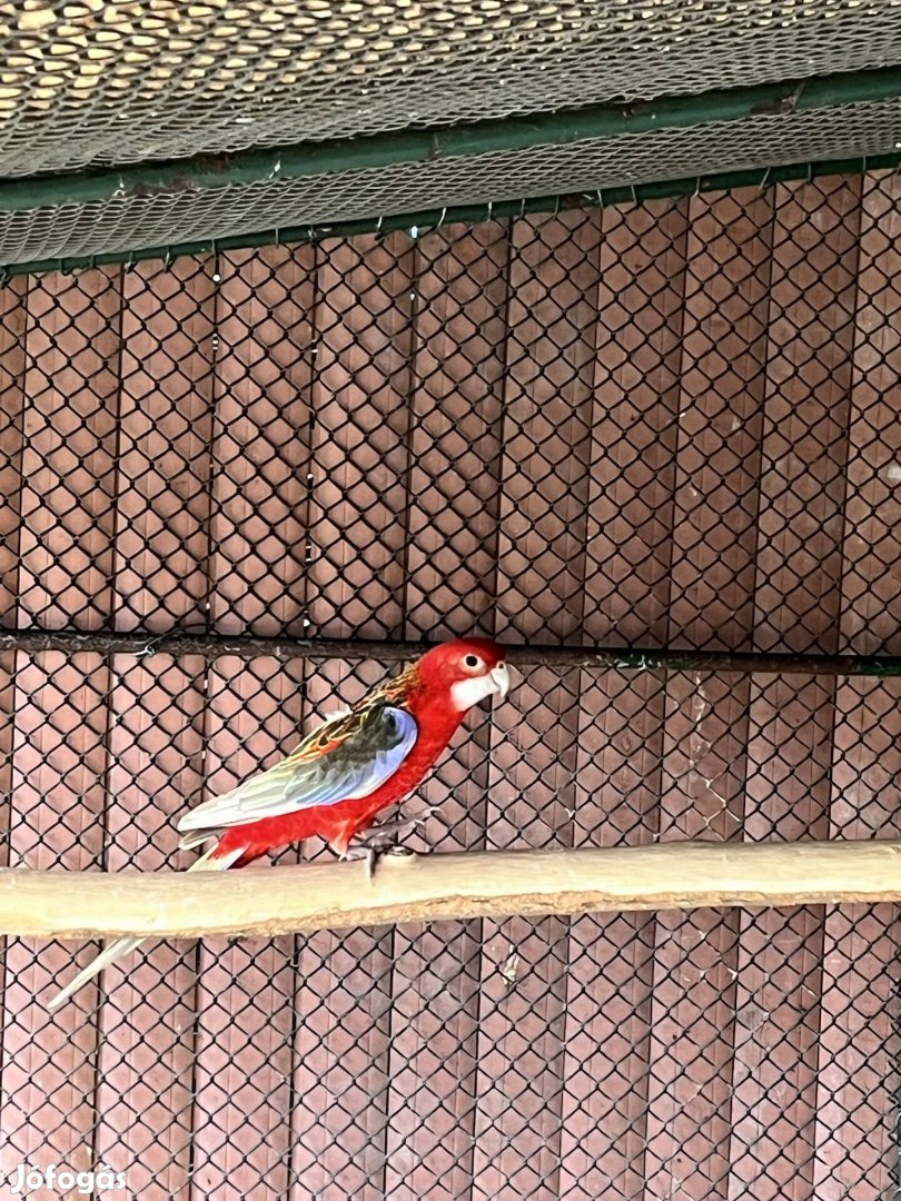 Rozella papagáj papagájok