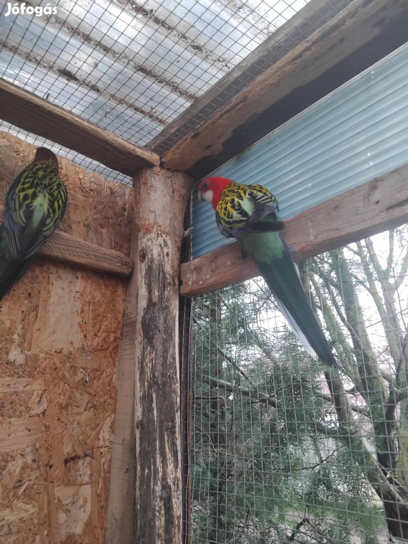 Rozella papgáj hím