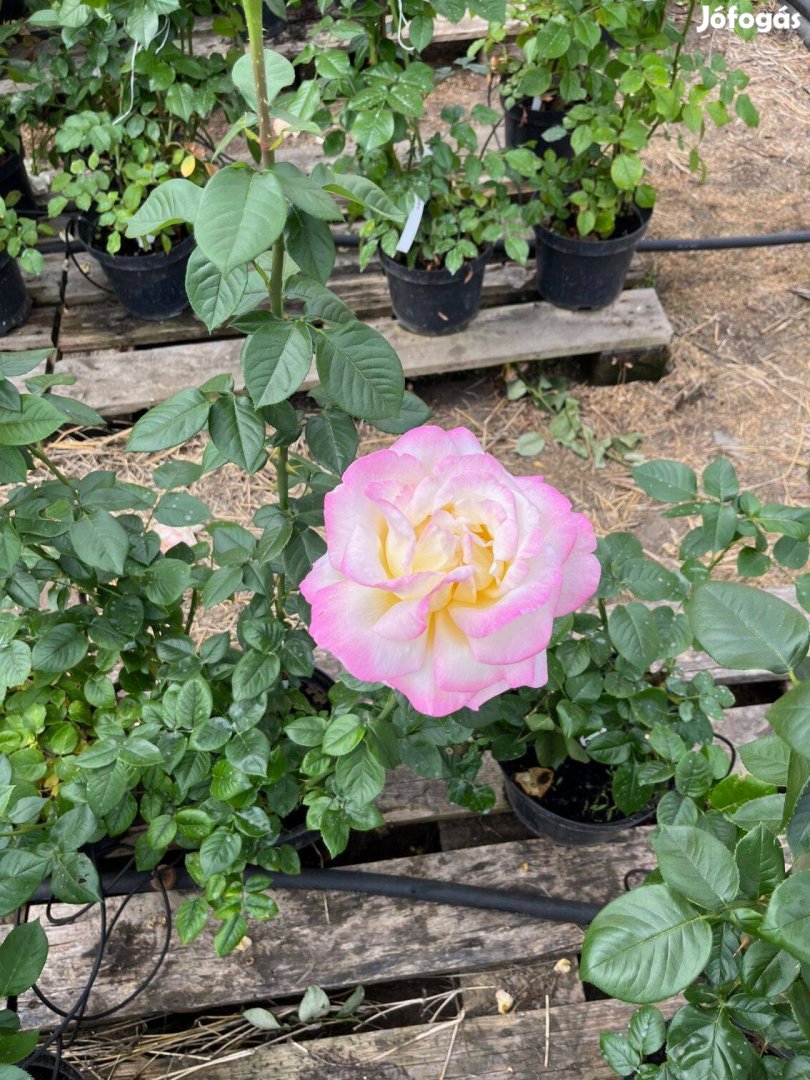Rózsa Konténeres 80-100cm