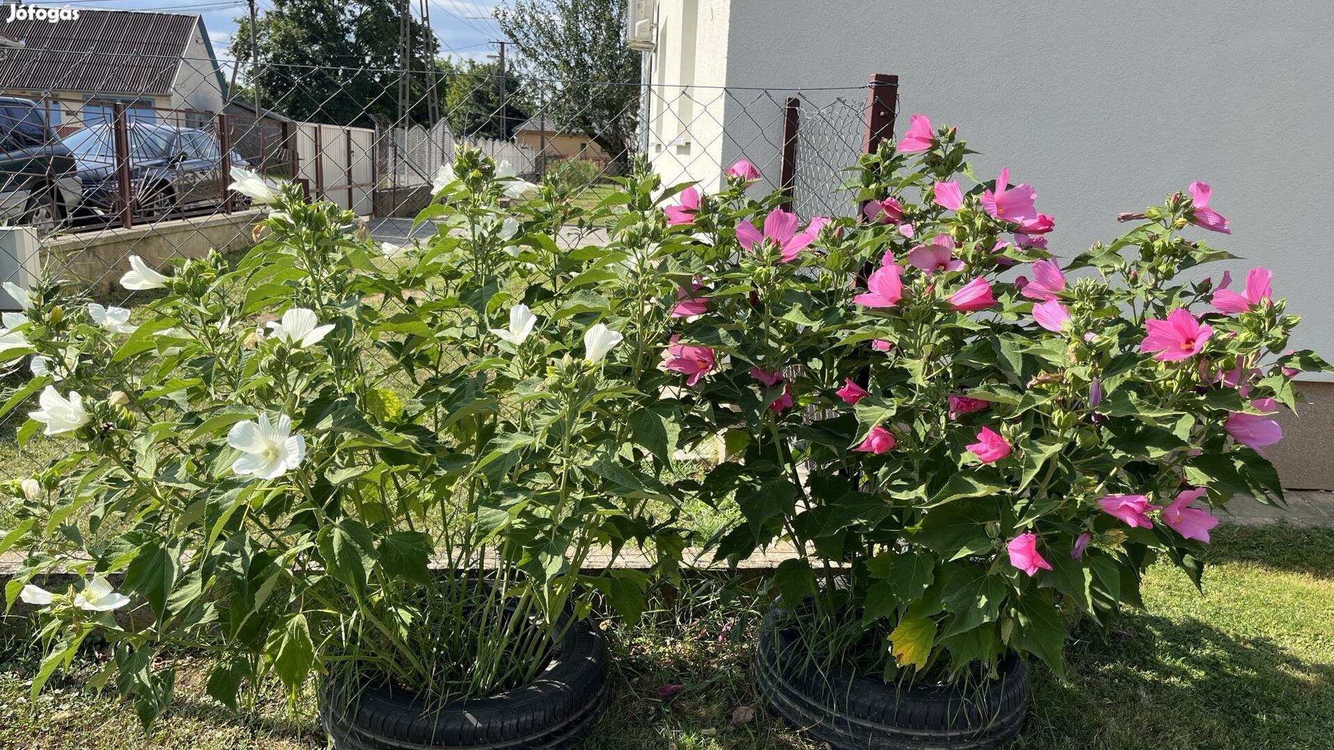 Rózsaszín és fehér mocsári hibiszkusz magok