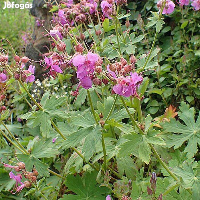 Rózsaszín gólyorr Geranium macrorrhizum