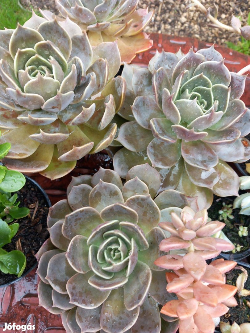 Rózsaszín levelű hamvas pozsga rózsa