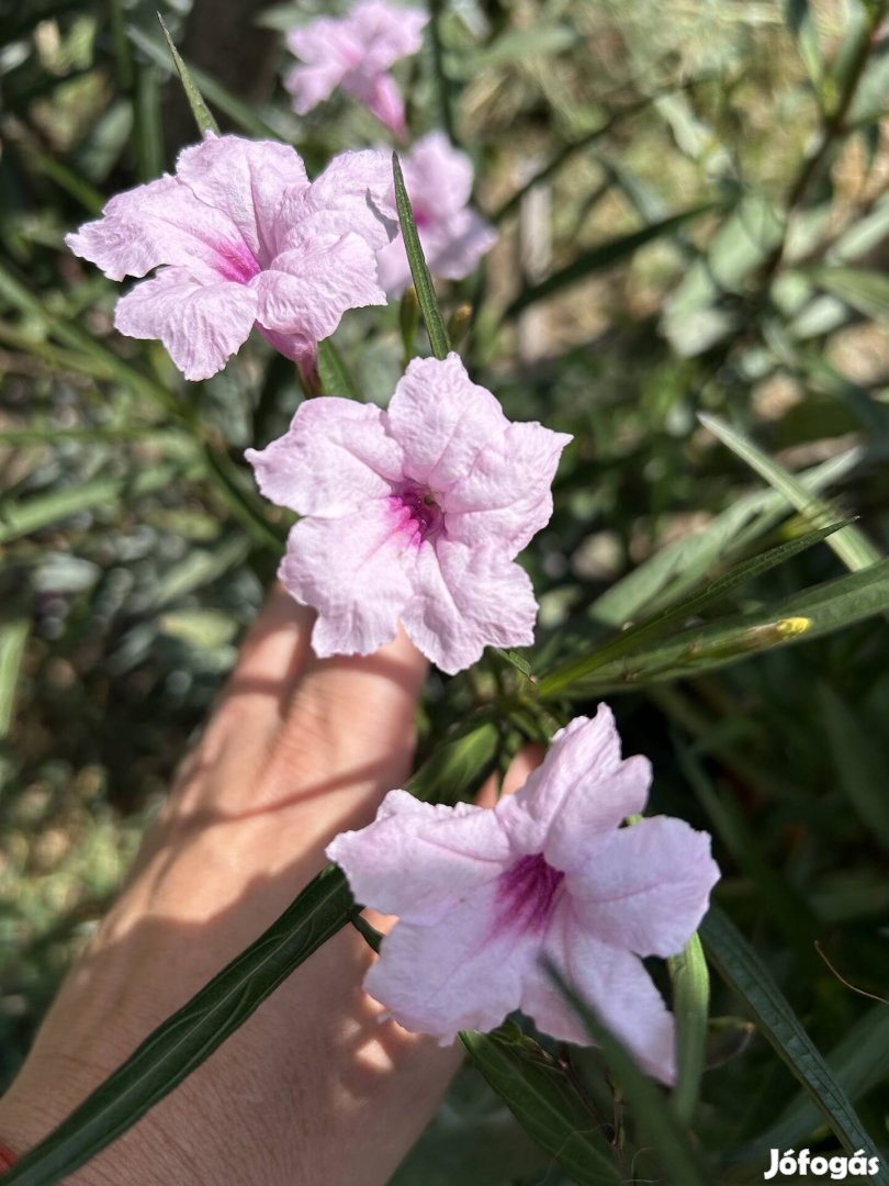 Rozsaszin mexikoi petunia elado